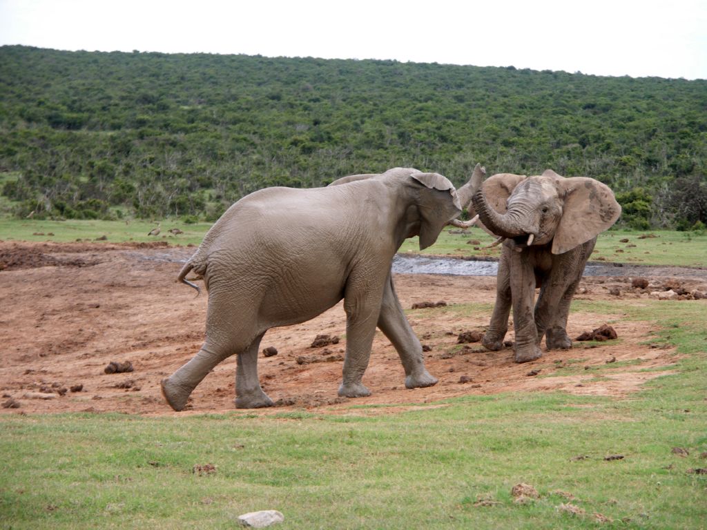 addo national park